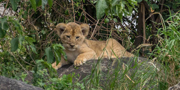 Tanzania | Prive safari reizen | Reiservaring reiziger - december 2017 | OnsKenia Tanzania | Prive safari reizen | Reiservaring reiziger - december 2017 | OnsKenia