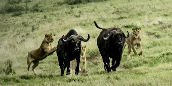 Tanzania | Prive safari reizen |  Reiservaring reiziger - februari 2014 | OnsKenia