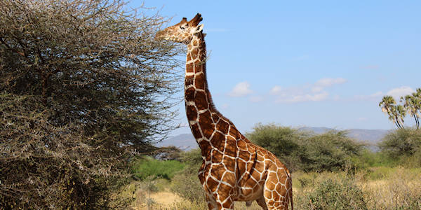 Giraf - Samburu Kenia Giraf - Samburu Kenia