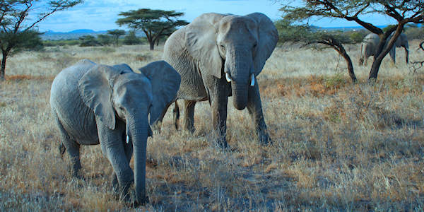 Kenia | Prive safari reizen | Olifanten - Sweetwaters reservaat - Kenia - juni 2025 | OnsKenia Kenia | Prive safari reizen | Olifanten - Sweetwaters reservaat - Kenia - juni 2025 | OnsKenia