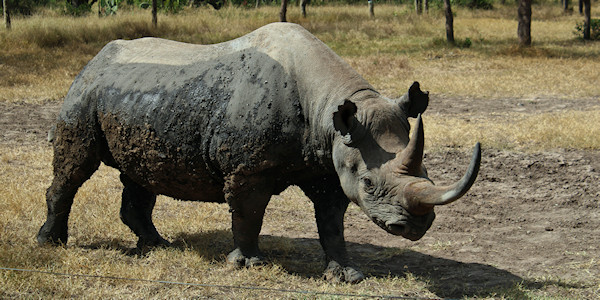 Kenia | Prive safari reizen | Zwarte neushoorn - Sweetwaters Reservaat - Kenia - juni 2025 | OnsKenia Kenia | Prive safari reizen | Zwarte neushoorn - Sweetwaters Reservaat - Kenia - juni 2025 | OnsKenia
