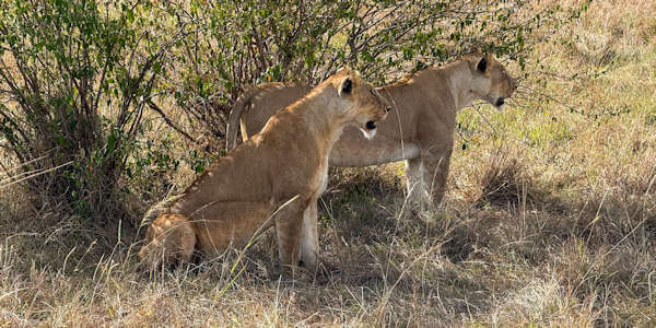 Leeuwen in de Masai Mara in Kenia Leeuwen in de Masai Mara in Kenia