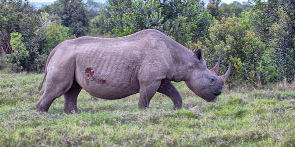 Kenia | Prive safari reizen | Zwarte neushoorn Ol Pejeta concessie in Kenia - november 2025 | OnsKenia Kenia | Prive safari reizen | Zwarte neushoorn Ol Pejeta concessie in Kenia - november 2025 | OnsKenia