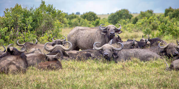Kenia | Prive safari reizen | Buffels in de Masai Mara in Kenia - november 2025 | OnsKenia Kenia | Prive safari reizen | Buffels in de Masai Mara in Kenia - november 2025 | OnsKenia