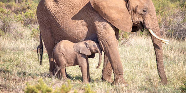Kenia | Prive safari reizen | Olifant in de Masai Mara in Kenia - november 2025 | OnsKenia Kenia | Prive safari reizen | Olifant in de Masai Mara in Kenia - november 2025 | OnsKenia