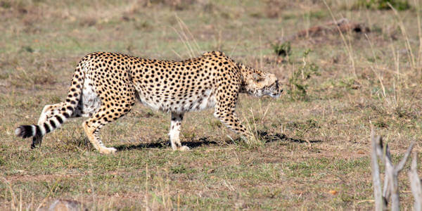 Kenia | Prive safari reizen | Jachtluipaard in de Masai Mara in Kenia - november 2025 | OnsKenia Kenia | Prive safari reizen | Jachtluipaard in de Masai Mara in Kenia - november 2025 | OnsKenia