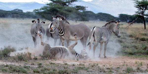 Kenia | Prive safari reizen | Grevy Zebra in Samburu reservaat in Kenia - november 2025 | OnsKenia Kenia | Prive safari reizen | Grevy Zebra in Samburu reservaat in Kenia - november 2025 | OnsKenia