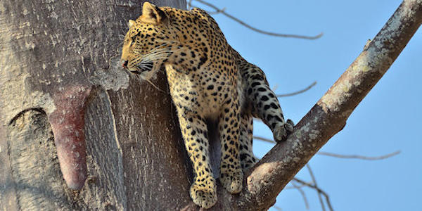 Tanzania | Luxe reizen | Safari en Strand | Reiservaring reiziger - augustus 2017 | OnsKenia Tanzania | Luxe reizen | Safari en Strand | Reiservaring reiziger - augustus 2017 | OnsKenia