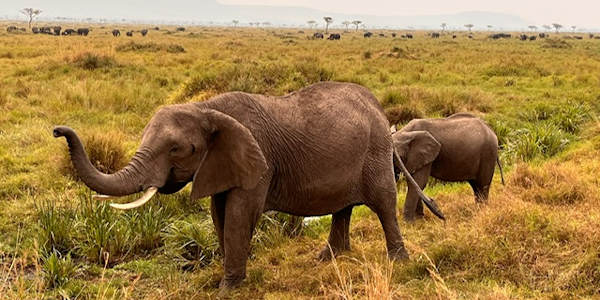 Kenia | Prive safari reizen | Safari en Strand | Reiservaring reiziger - juli 2024 | OnsKenia Kenia | Prive safari reizen | Safari en Strand | Reiservaring reiziger - juli 2024 | OnsKenia