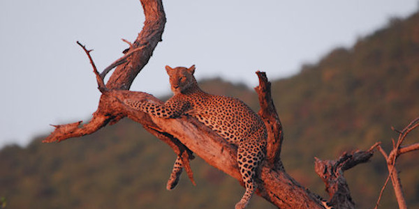 Kenia | Prive safari reizen | Reiservaring reiziger - december 2017 | OnsKenia Kenia | Prive safari reizen | Reiservaring reiziger - december 2017 | OnsKenia