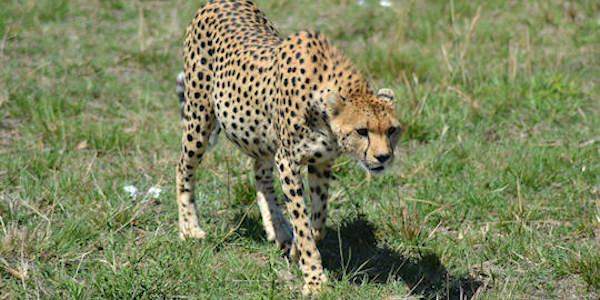 Kenia | Tanzania | Combinatie reizen | Prive safari reizen | Reiservaring reiziger - oktober 2014 | OnsKenia Kenia | Tanzania | Combinatie reizen | Prive safari reizen | Reiservaring reiziger - oktober 2014 | OnsKenia