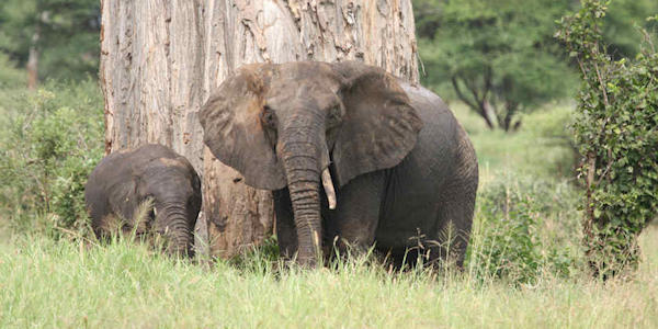 Tanzania | Prive safari reizen | Safari en Strand | Reiservaring reiziger - juni 2015 | OnsKenia Tanzania | Prive safari reizen | Safari en Strand | Reiservaring reiziger - juni 2015 | OnsKenia