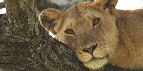 Tanzania | Prive safari reizen | Safari en Strand | Reiservaring reiziger - juni 2015 | OnsKenia Tanzania | Prive safari reizen | Safari en Strand | Reiservaring reiziger - juni 2015 | OnsKenia