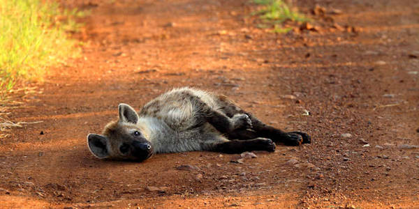 Tanzania | Huwelijksreizen | Prive safari reizen | Safari en Strand | Reiservaring reiziger - juni 2015 | OnsKenia Tanzania | Huwelijksreizen | Prive safari reizen | Safari en Strand | Reiservaring reiziger - juni 2015 | OnsKenia