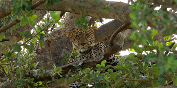 Tanzania | Huwelijksreizen | Prive safari reizen | Safari en Strand | Reiservaring reiziger - juni 2015 | OnsKenia Tanzania | Huwelijksreizen | Prive safari reizen | Safari en Strand | Reiservaring reiziger - juni 2015 | OnsKenia