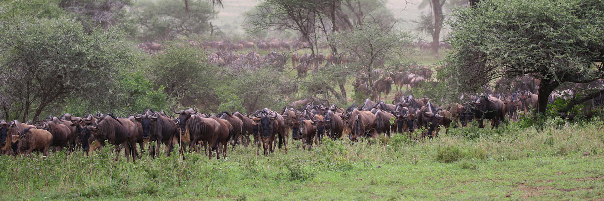 Luxe 16 daagse safari rondreis door Kenia en Tanzania Luxe 16 daagse safari rondreis door Kenia en Tanzania