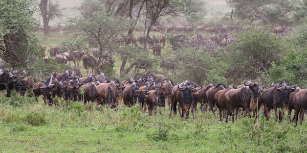 Combinatie reizen reizen door Rondreis Kenia & Tanzania