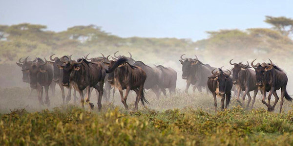 Prive safari reizen door Rondreis Tanzania