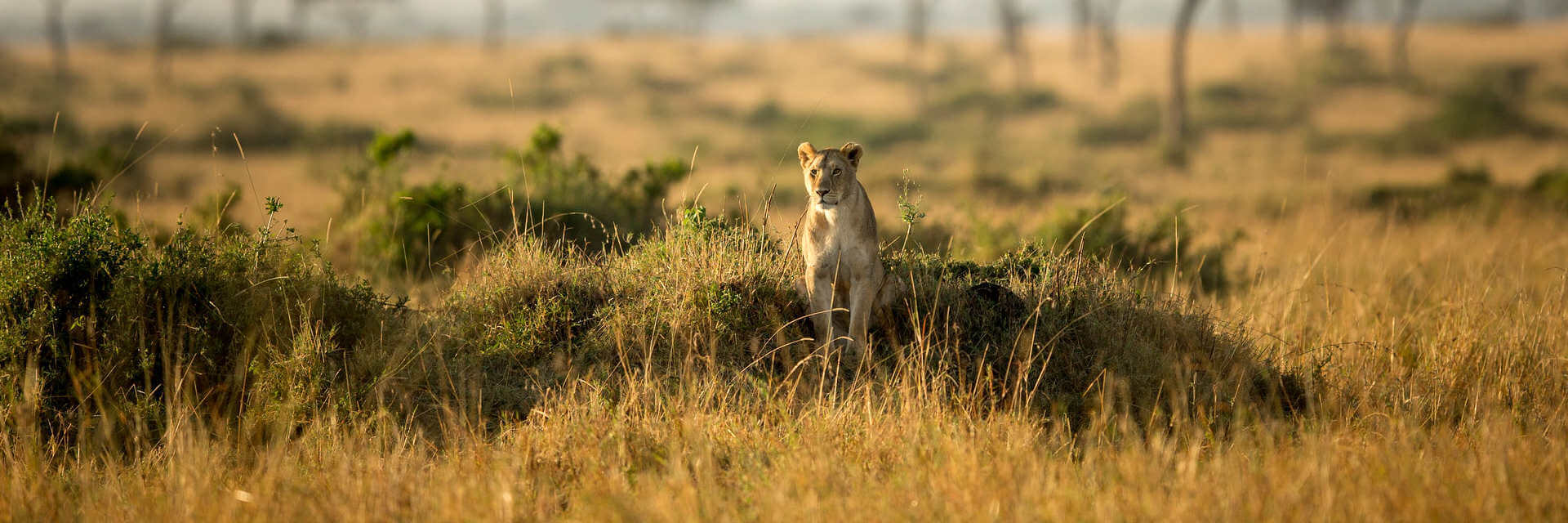Aanbieding safari rondreizen door Kenia en Tanzania Aanbieding safari rondreizen door Kenia en Tanzania