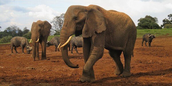 Olifanten nabij de drinkwaterplaats, Aberdare Nationaal Park in Kenia