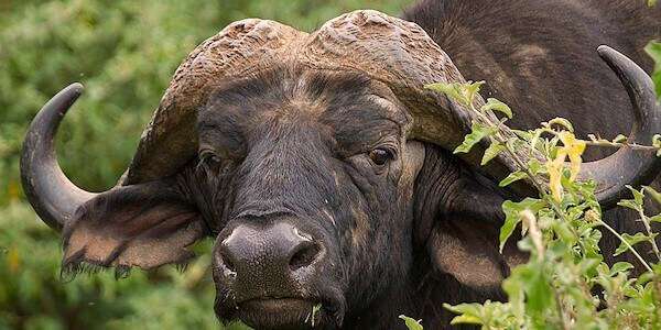 Kaapse buffel, Aberdare Nationaal Park in Kenia