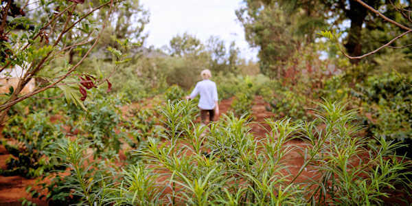 Acacia Farm Lodge  excursie plantage, Ngorongoro Krater in Tanzania