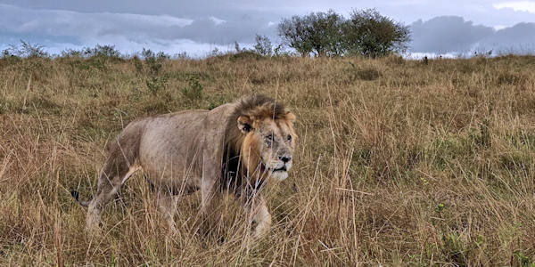 Kenia | Mindervalide reizen | Prive safari reizen | Safari en Strand | Amboseli nationaal park, Kenia - oktober 2025 | OnsKenia Kenia | Mindervalide reizen | Prive safari reizen | Safari en Strand | Amboseli nationaal park, Kenia - oktober 2025 | OnsKenia
