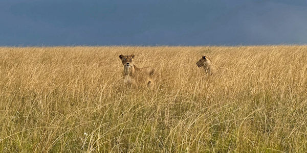 Kenia | Mindervalide reizen | Prive safari reizen | Safari en Strand | Amboseli nationaal park, Kenia - oktober 2025 | OnsKenia Kenia | Mindervalide reizen | Prive safari reizen | Safari en Strand | Amboseli nationaal park, Kenia - oktober 2025 | OnsKenia