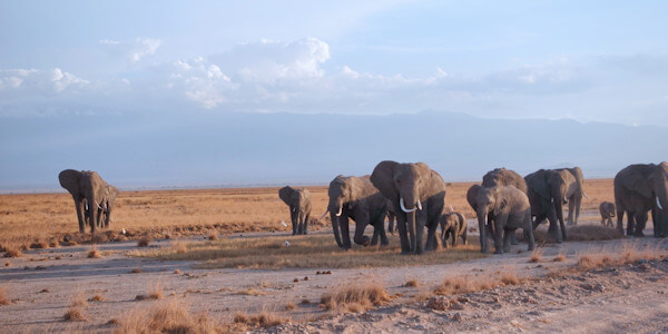 Kenia | Mindervalide reizen | Prive safari reizen | Safari en Strand | Amboseli nationaal park, Kenia - oktober 2025 | OnsKenia Kenia | Mindervalide reizen | Prive safari reizen | Safari en Strand | Amboseli nationaal park, Kenia - oktober 2025 | OnsKenia