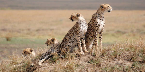 Amboseli Nationaal Park, Kenia Amboseli Nationaal Park, Kenia