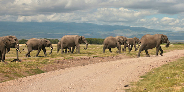 Amboseli Nationaal Park, Kenia Amboseli Nationaal Park, Kenia