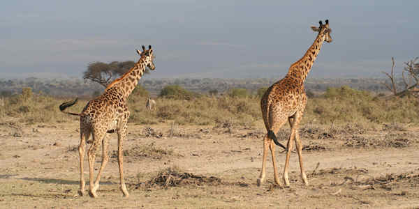 Amboseli Nationaal Park, Kenia