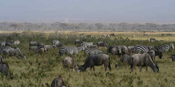 Zebra en gnoes op de savanne aan de voet van de Kilimanjaro