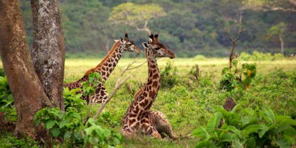 Giraffen, Arusha Nationaal Park in Tanzania