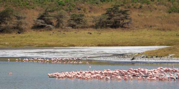 Flamingo, Arusha Nationaal Park in Tanzania
