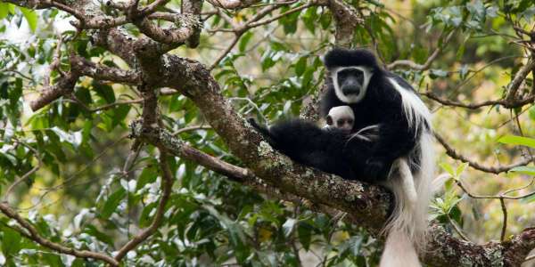 Zwart wit franje aap, Arusha Nationaal Park in Tanzania