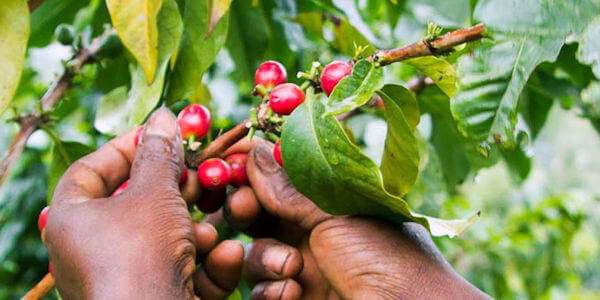 Koffie plantage