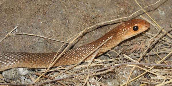 Snake park