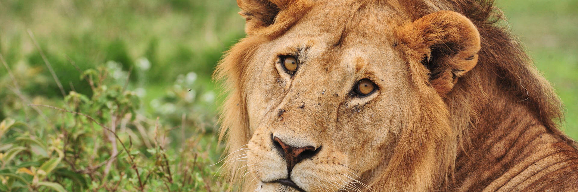 Avontuurlijke 12 daagse safari en strandvakantie Tanzania en Zanzibar Avontuurlijke 12 daagse safari en strandvakantie Tanzania en Zanzibar
