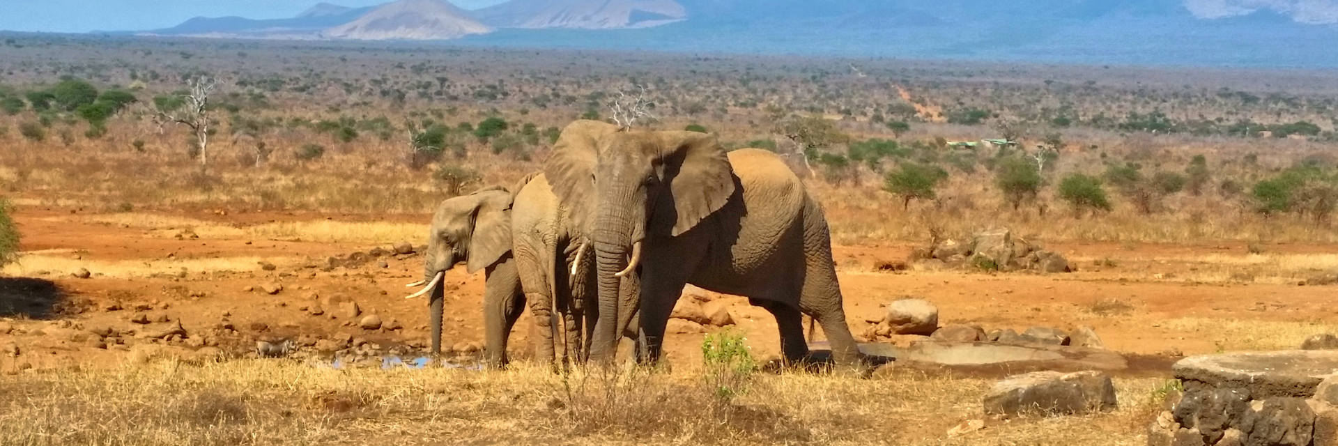 Combinatie safari reizen Kenia en Tanzania Combinatie safari reizen Kenia en Tanzania