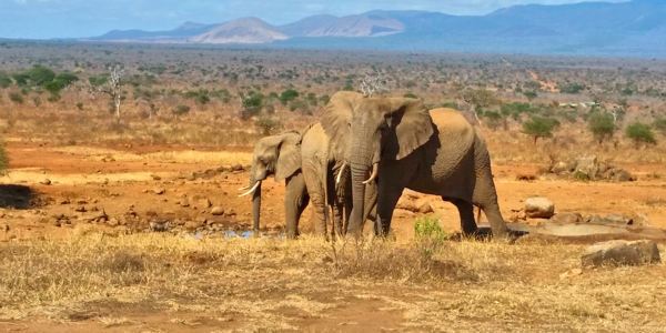 Aanbod combinatie safari reizen naar Kenia en Tanzania Aanbod combinatie safari reizen naar Kenia en Tanzania
