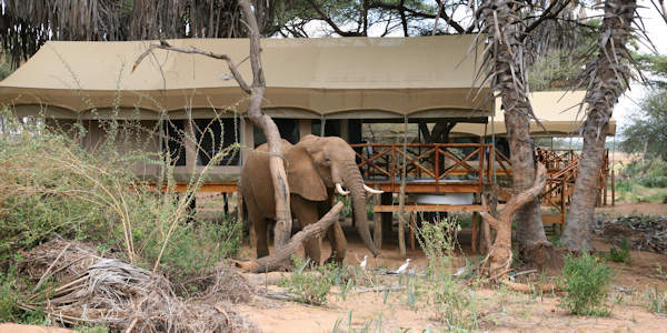In Elephant Bedroom Camp loopt het wild vrij rond door het kamt voor een ultieme safari beleving In Elephant Bedroom Camp loopt het wild vrij rond door het kamt voor een ultieme safari beleving