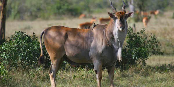 Eland, Elmenteita Meer in Kenia Eland, Elmenteita Meer in Kenia