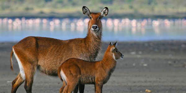 Waterbok, Elmenteita Meer in Kenia Waterbok, Elmenteita Meer in Kenia