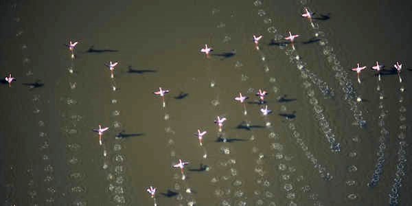 Flamingo's, Elmenteita Meer in Kenia Flamingo's, Elmenteita Meer in Kenia