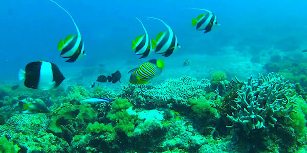 Duik en snorkelen onder begeleiding naar afgelegen riffen om te genieten van de talrijke kleurrijke vissen van de Indische oceaan nabij Fanjove eiland.
