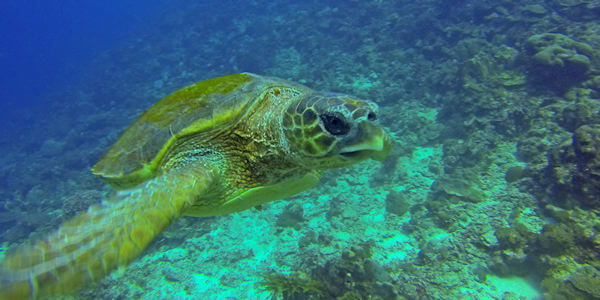 Zeeschildpad is één van de dierbare momenten tijdens het duiken nabij de talloze riffen van het Songo Songo eilanden archipel, accommodatie Fanjove Eiland in Tanzania