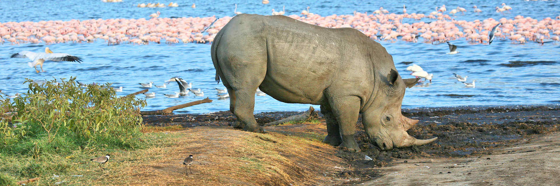 Rondreis aanbiedingen Kenia - Flamingo Safari 7 daagse safari rondreis Rondreis aanbiedingen Kenia - Flamingo Safari 7 daagse safari rondreis