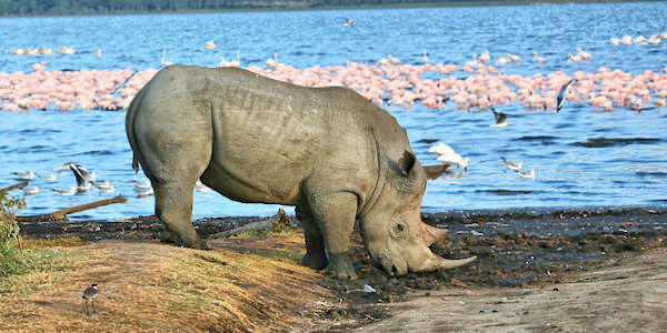 Prive safari reizen door Rondreis Kenia