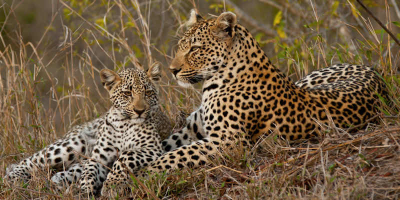 Luipaard één van de fameuze Big 5 om te ontdekken op een safari rondreis Luipaard één van de fameuze Big 5 om te ontdekken op een safari rondreis
